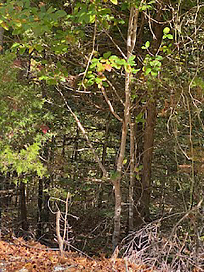 Residential for sale –  Cherokee Village, 